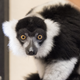 Hermione, a black and white ruffed lemur, awaits Hurricane Florence from the safe confines of an indoor housing unit.